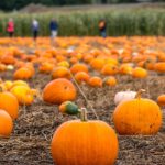 10/28 Pumpkin Sale at Ocoee River Maze
