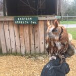 1/23 All About Owls Hiwassee Ocoee State Park