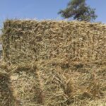 Square Straw Bales For Sale Delano, TN