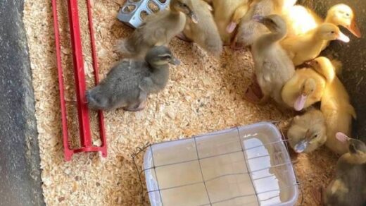 Baby Ducks For Sale Ocoee, TN