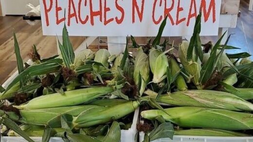 Peaches n Cream Corn For Sale Benton, TN