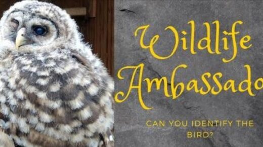 7/27-12/31 Become a Wildlife Ambassador at Hiwassee Ocoee State Park