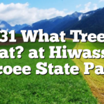 7/31 What Tree is That? at Hiwassee Ocoee State Park