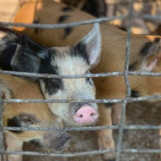 8/15 Hood Family Farm Pig Sale Old Fort, TN