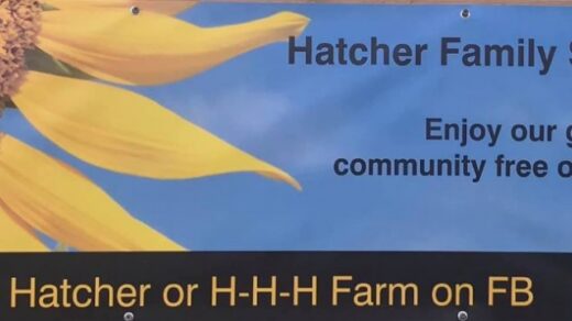 8/3 H-H-H Farm Sunflower Photos FREE for Community