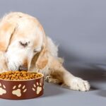5/4 Pet Food Give-away at West Polk Public Library