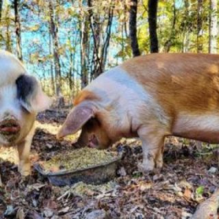 Tickets Available NOW for Regenerative Pig Raising & Pork Processing Class Old Fort, TN