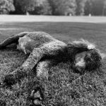 6/12 Riverside Poodles & Doodles Puppies Coming