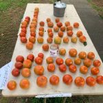 Fresh Home-Grown Tomatoes For Sale Benton, TN