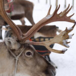 12/10 Copper Country Christmas with LIVE Reindeer Downtown, Copperhill, TN