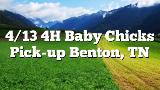 4/13 4H Baby Chicks Pick-up Benton, TN