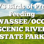 5/3 Birds of Prey Feeding HIWASSEE/OCOEE SCENIC RIVER STATE PARK