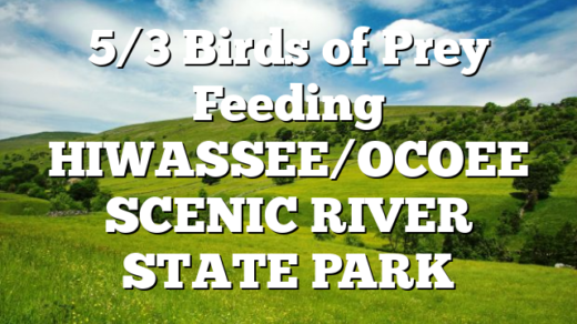 5/3 Birds of Prey Feeding HIWASSEE/OCOEE SCENIC RIVER STATE PARK