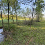 5/11 Learn More About Pigs @ TN Mountain Farm Old Fort, TN