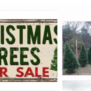 11/24 Cotton’s Place “The Station” Christmas Tree Lot Open