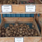 Fresh load of Plants at Burgess Hardward