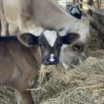 Polk County TN FAIR Livestock Show Preregistration is Open