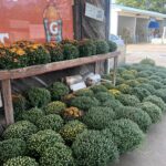 Mum Sale at Cotton’s Place “The Station” Going on NOW