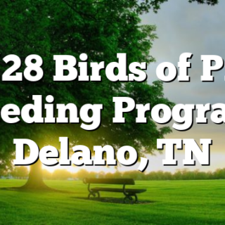 11/28 Birds of Prey Feeding Program Delano, TN