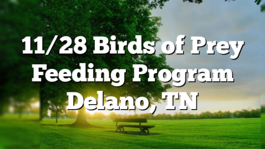 11/28 Birds of Prey Feeding Program Delano, TN