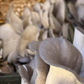 Fresh Farm Mushrooms for Sale Benton, TN