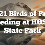 2/21 Birds of Prey Feeding at HOSR State Park