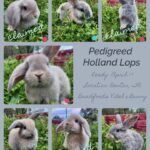 4/17 Pedigree Holland Bunnies are Ready Benton, TN