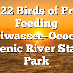 5/22 Birds of Prey Feeding Hiwassee-Ocoee Scenic River State Park