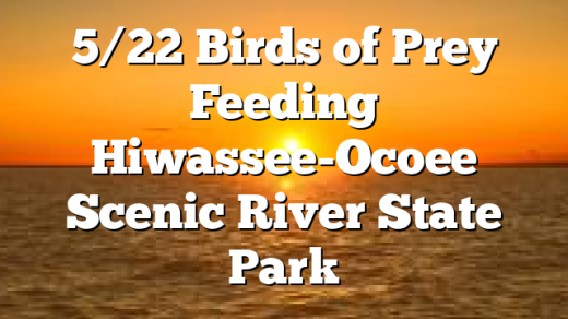 5/22 Birds of Prey Feeding Hiwassee-Ocoee Scenic River State Park