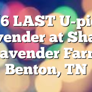 7/6 LAST U-pick Lavender at Shabo Lavender Farm Benton, TN