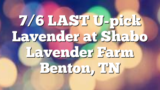 7/6 LAST U-pick Lavender at Shabo Lavender Farm Benton, TN