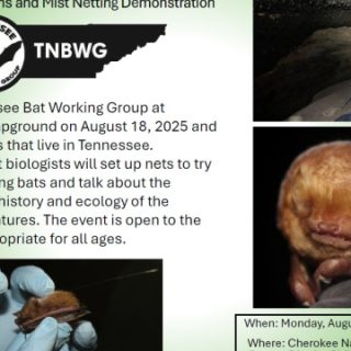 8/18 Tennessee Bat Working Group Talk