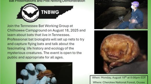 8/18 Tennessee Bat Working Group Talk