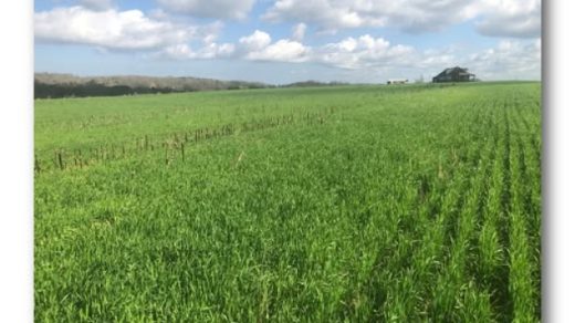 10/9 Farmers’ Appreciation at the Showbarn