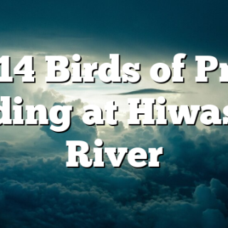 2/14 Birds of Prey Feeding at Hiwassee River