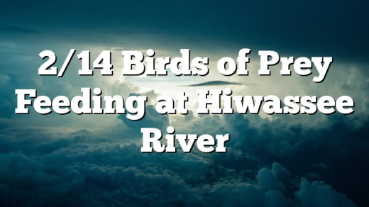 2/14 Birds of Prey Feeding at Hiwassee River