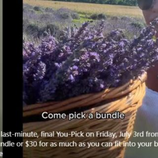 7/3 Shabo Lavender Farm U-Pick Day