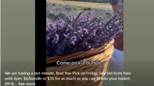 7/3 Shabo Lavender Farm U-Pick Day