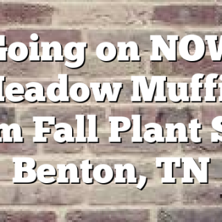 Going on NOW Meadow Muffin Farm Fall Plant Sale Benton, TN
